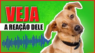 ESSES SONS FARÁ SEU CACHORRO LEVANTAR A ORELHA [upl. by Leinadnhoj]