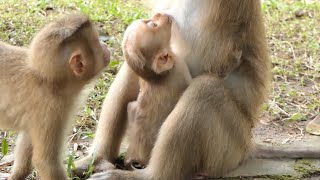 Adorable baby monkey in wild [upl. by Deerc]