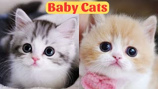 Cute Baby Cats  Cute and Funny Cat Videos Compilation 2024  Part 27 [upl. by Wilbur181]