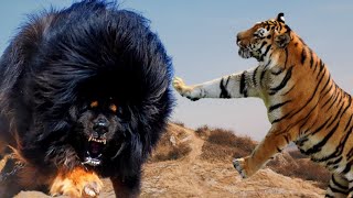 Tiger vs Tibetan Mastiff who would win Dog vs Wild Animal which is stronger [upl. by Akieluz]