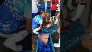 TUNA KINATAY PARA IPAMIMIGAY SA TAO gensan fishport jefteechannel213 [upl. by Eshelman]