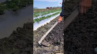 Dig the soil and plant some strawberry runners 🍓 foryou shorts strawberry planting tips [upl. by Lramaj]