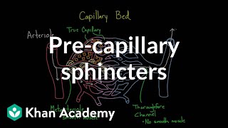 Precapillary sphincters  Circulatory system physiology  NCLEXRN  Khan Academy [upl. by Al]