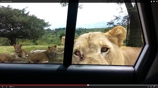 Lion opens car door [upl. by Eitisahc878]