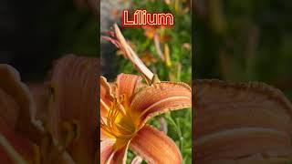 Lily lat Lílium is a genus of plants of the Liliaceae family Liliaceae [upl. by Eniaj]