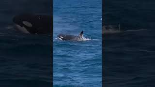 Killer whales hunting baby humpback whales on Ningaloo Reef [upl. by Yentruocal14]