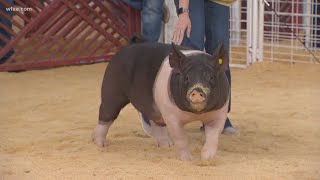 What makes a winning pig at the State Fair of Texas [upl. by Nogaem]