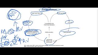 Cardiorenal syndromepathophysiology cause of cardiorenal syndrome mechanism of cardiorenal [upl. by Atnoled864]