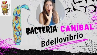 Bdellovibrio BACTERIA CANIBAL [upl. by Imarej]