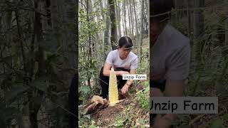 Girl Unzip Big Bamboo Shoot farming amazing bamboo viral fruit wildlife farmlife [upl. by Mab]