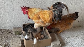 Funny cat insists on hatching eggs for the hen The rooster cant drive the cat awayHen is helpless [upl. by Lednor384]