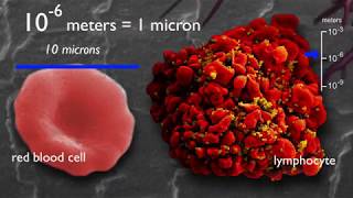 How Small Are Atoms [upl. by Justino]