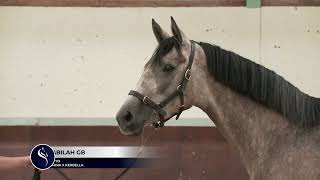 Nabilah MARED AL SAHRA x KERBELLA 4 years old pure arab mare [upl. by Anigar]