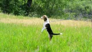 Pocket Beagle on the Hunt Breeder the Mimi Beagle Hunts a Lizzard Beagle Smell all [upl. by Lightfoot]