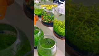 How to grow plant🌱 from seeds  Nano glass Vase aquarium  Planted glass bowl😱 aquariumplants [upl. by Enniroc395]