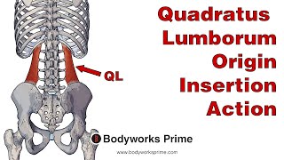 Quadratus Lumborum Anatomy Origin Insertion amp Action [upl. by Hermia490]