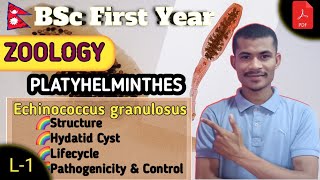 Echinococcus granulosus ● PLATYHELMINTHES ●BSc First Year ● ZOOLOGY ● TU [upl. by Ferne]