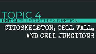 AP Biology Cytoskeleton Cell Walls and Cell Junctions [upl. by Eob]