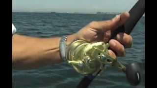 Thresher Shark Fishing Long Beach California [upl. by Musser]