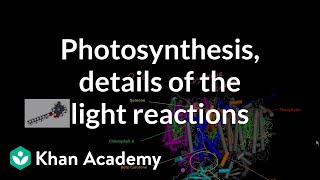 Photosynthesis Light Reactions and Photophosphorylation [upl. by Eeclehc]