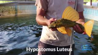 Cichlids Hypostomus Plecos and more on the fish farm [upl. by Zulch]