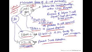 Epstein Barr virus  oncogenic DNA virus  Viral carcinogenesis [upl. by Alyakcim240]