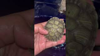 Cleaning my turtle shell viralvideo shorts [upl. by Izak]