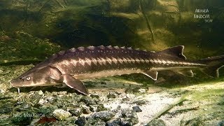 Sterlet Acipenser ruthenus amp Siberian Sturgeon Acipenser baeriiAnimalia Kingdom Show [upl. by Ihsorih]