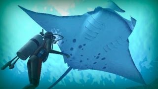 Manta ray a giant of the ocean [upl. by Nosredneh]