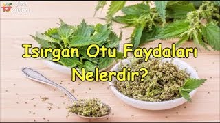 Isırgan Otu Faydaları Nelerdir [upl. by Learsiy]