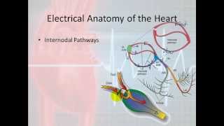 Basic Electrophysiology part 3  Electrical Anatomy part 1 [upl. by Swanhildas]