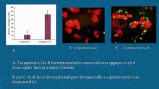 TumorKilling Bacteria  Part 1 [upl. by Bleier]