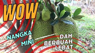 Mantap Luar biasa‼️Nangka Mini Jay pendek sudah berbuah Lebat gaesss [upl. by Aldas]