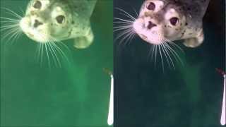 GoPro Hero 2 Underwater Color Correction [upl. by Halullat673]