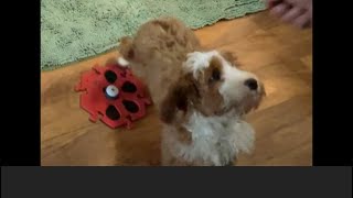 2 Puppies Training Buttons ❤️puppies austrailianlabradoodle minilabradoodlepuppies [upl. by Stevens]