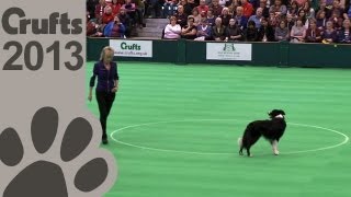 Obedience Dog Championships  Day 3  Crufts 2013 Janet Matthews amp Croftmist Rivers of Krismoss [upl. by Kan]