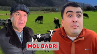 Mol qadri 🐄😂 [upl. by Silverman]