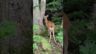 知床 鹿 見つめ合うと素直におしゃべりできない シッカのぷりケツ ジンギスカン ジビエ wildlife nature [upl. by Harifaz]