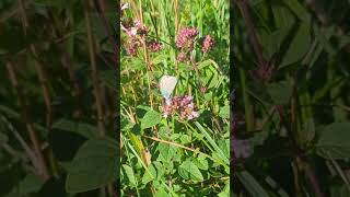 A stunning Adonis Blue butterfly feeding on thyme [upl. by Pahl]