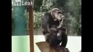 LiveLeakcom  Monkey smoking cigarette [upl. by Lupee950]