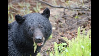 7 jours pour chasser un ours noir  estce possible [upl. by Zwart188]