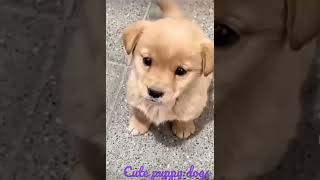 cutest brown puppy barking🐶😍🐕🤗❤ Beautiful puppy🐕🤗❤ happy puppy barking trending shorts viral [upl. by Icken]