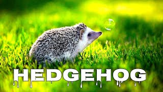 Hedgehog sounds hedgehog noises [upl. by Aldric]