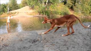 PODENCO IBICENCO  Ibizan hounds playing in the forest [upl. by Edora]