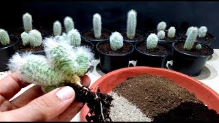 How to grow Cactus Cephalocereus very easy [upl. by Maria]