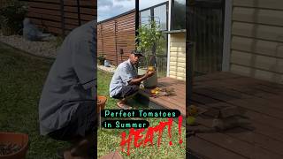 Perfect tomatoes in summer heat garden gardening [upl. by Barton]