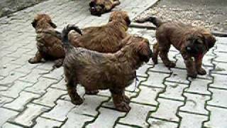 Heaven Devil Briard Puppies [upl. by Aehtla]