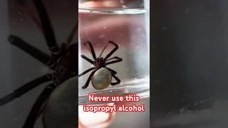 Never use this isopropyl alcohol 😱🫣🕷️ [upl. by Nojram347]