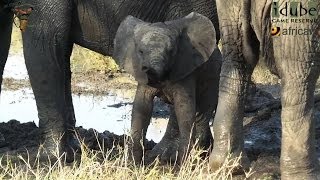 Elephants Disturb Sleeping Hippo [upl. by Aret]