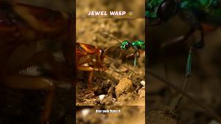 JEWEL WASP TURNS COCKROACH INTO A ZOMBIE 💀 [upl. by Sutsugua]